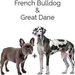 French Bull Dane Dog